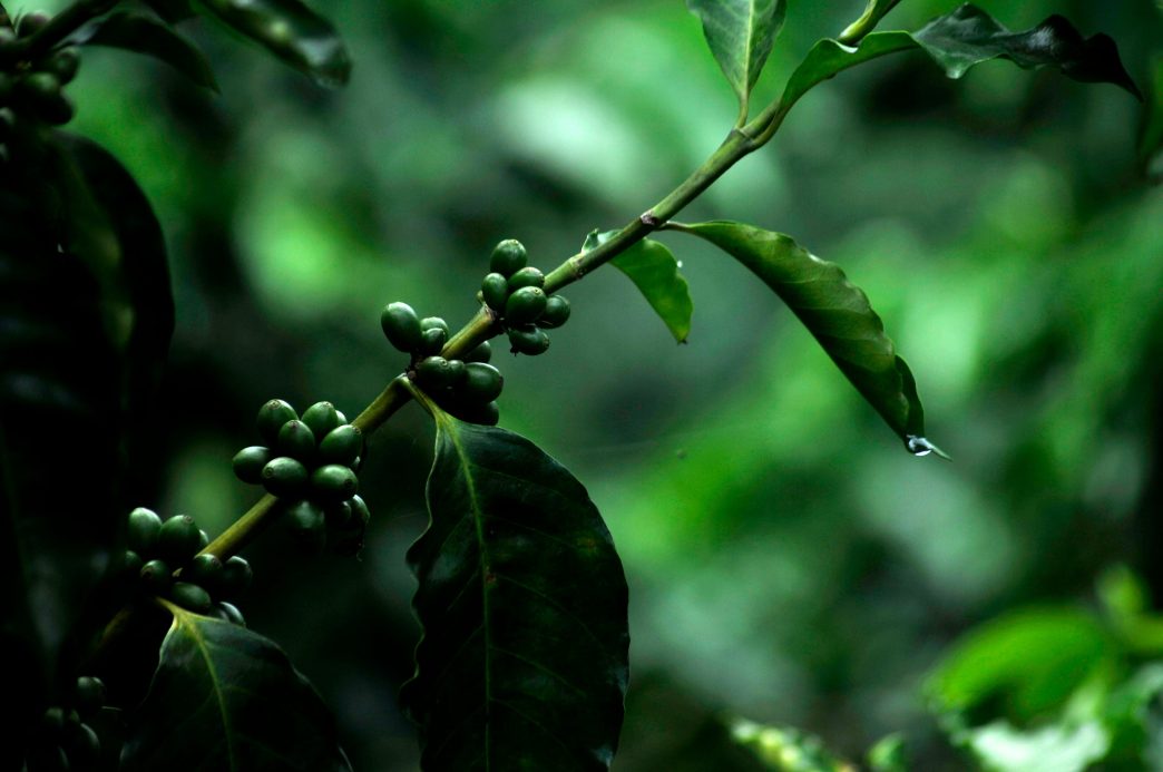 El INAB promueve Probosque entre caficultores para fortalecer sistemas agroforestales en Guatemala
