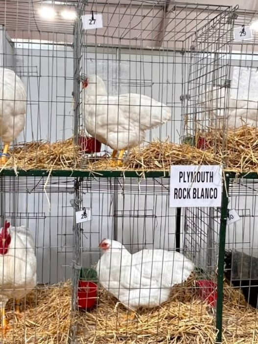 La Rural: el regreso de aves, la celebración del Limousin y la irrupción de camionetas chinas