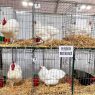La Rural: el regreso de aves, la celebración del Limousin y la irrupción de camionetas chinas